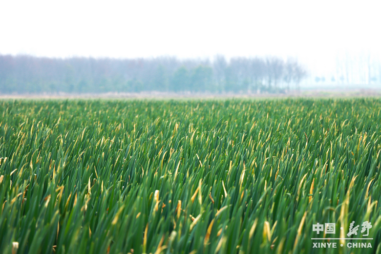 樊集乡的冬日“葱”忙：采收、装车、储鲜一气呵成