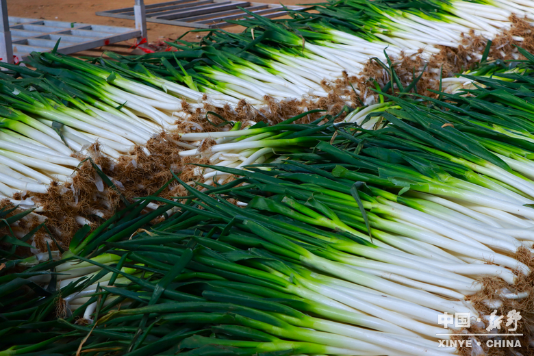 樊集乡的冬日“葱”忙：采收、装车、储鲜一气呵成