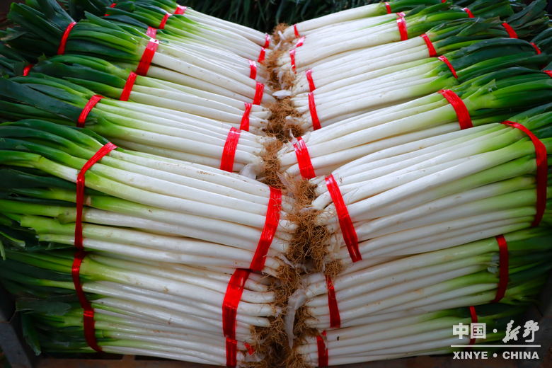 樊集乡的冬日“葱”忙：采收、装车、储鲜一气呵成