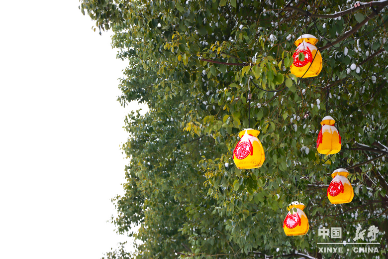 银装漫街巷 琼枝醉游人