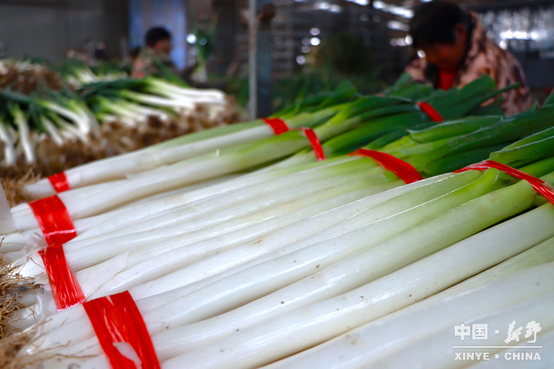 樊集乡的冬日“葱”忙：采收、装车、储鲜一气呵成