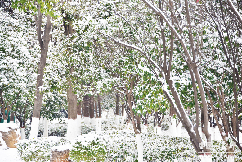 银装漫街巷 琼枝醉游人