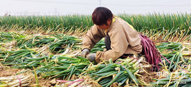 樊集乡的冬日“葱”忙：采收、装车、储鲜一气呵成