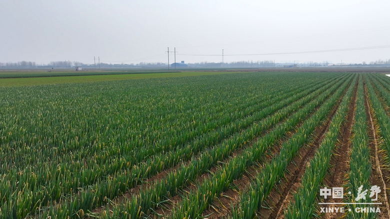 樊集乡的冬日“葱”忙：采收、装车、储鲜一气呵成