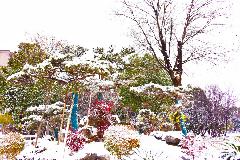 银装漫街巷 琼枝醉游人