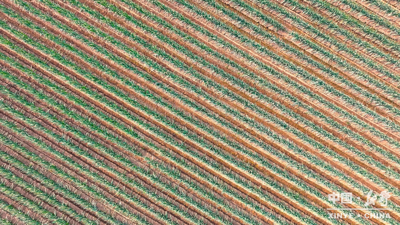 樊集乡的冬日“葱”忙：采收、装车、储鲜一气呵成