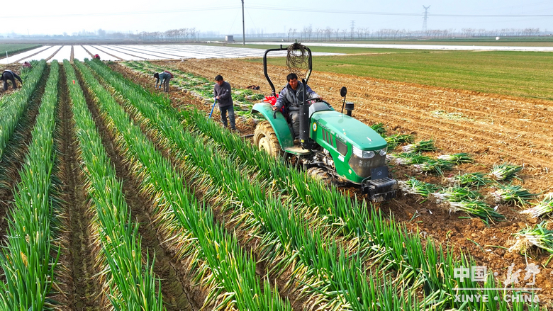 樊集乡的冬日“葱”忙：采收、装车、储鲜一气呵成