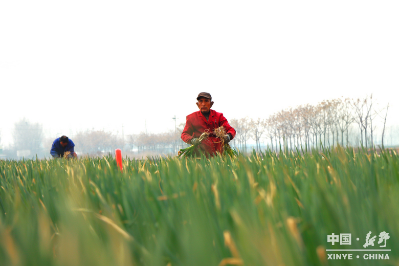 樊集乡的冬日“葱”忙：采收、装车、储鲜一气呵成