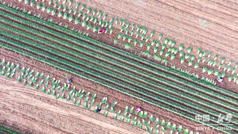 樊集乡的冬日“葱”忙：采收、装车、储鲜一气呵成