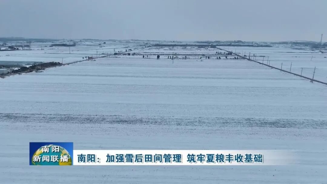 南阳：加强雪后田间管理 筑牢夏粮丰收基础