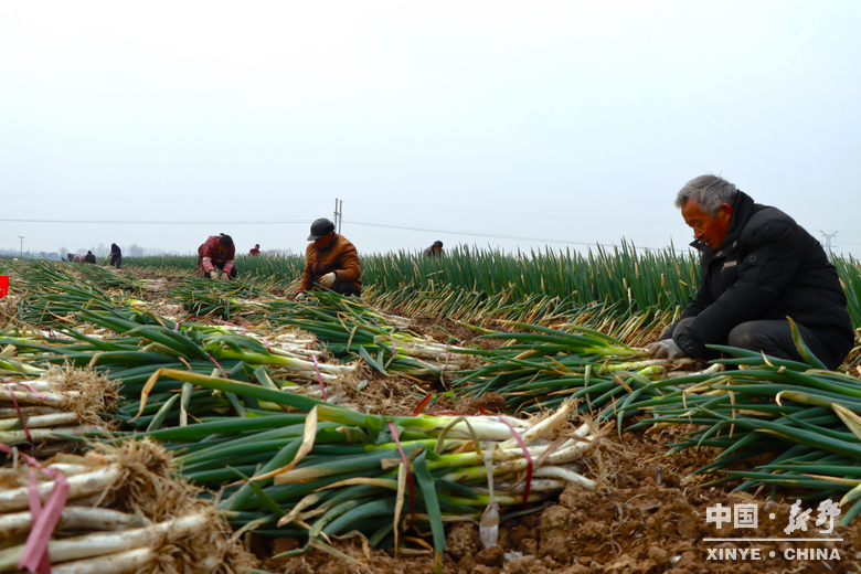 樊集乡的冬日“葱”忙：采收、装车、储鲜一气呵成
