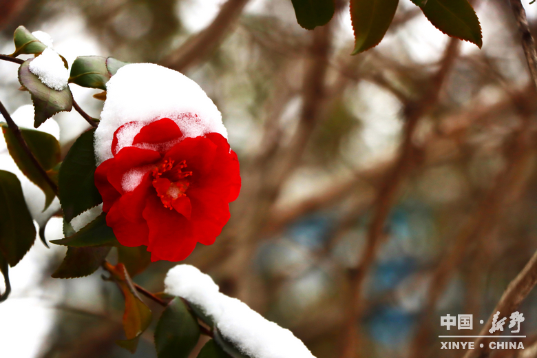 银装漫街巷 琼枝醉游人