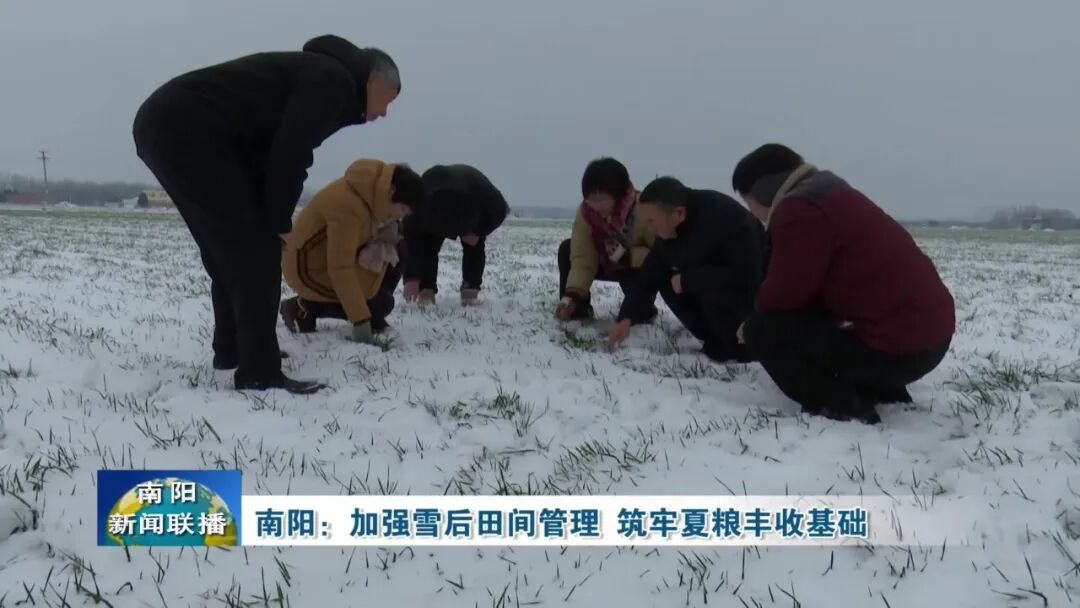 南阳：加强雪后田间管理 筑牢夏粮丰收基础