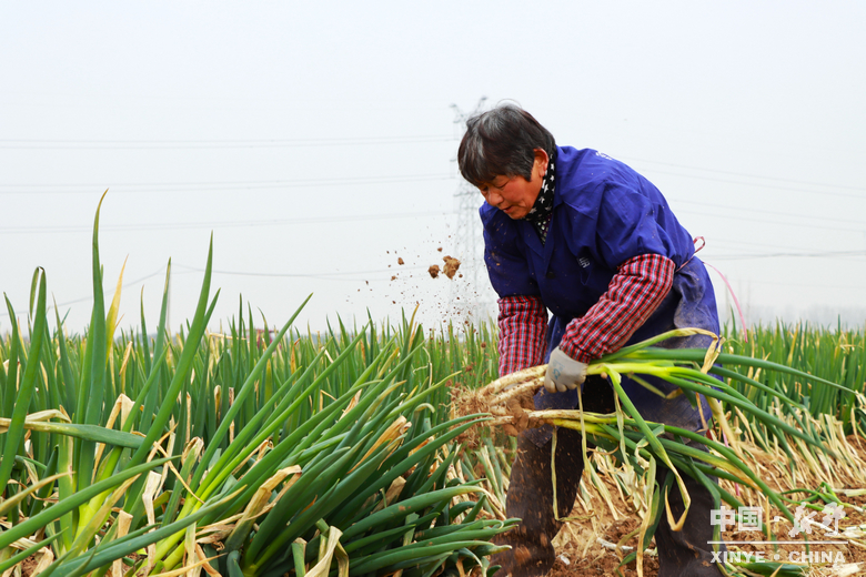 樊集乡的冬日“葱”忙：采收、装车、储鲜一气呵成