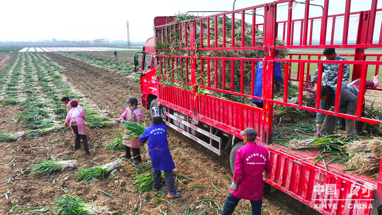 樊集乡的冬日“葱”忙：采收、装车、储鲜一气呵成