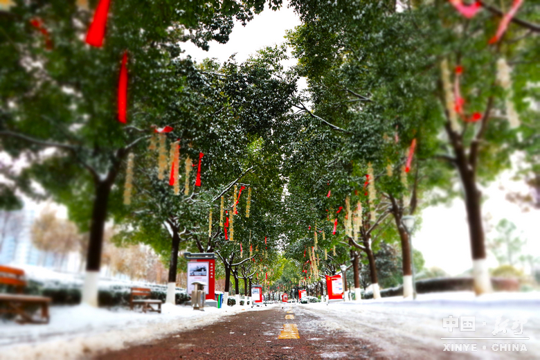 银装漫街巷 琼枝醉游人