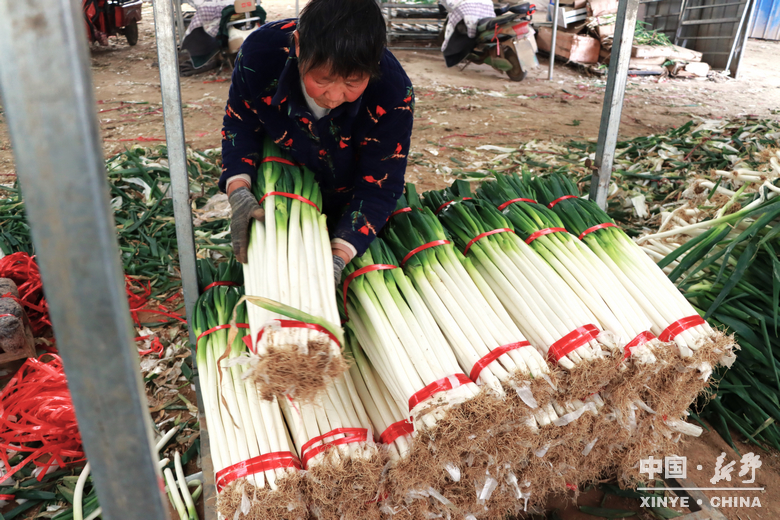 樊集乡的冬日“葱”忙：采收、装车、储鲜一气呵成