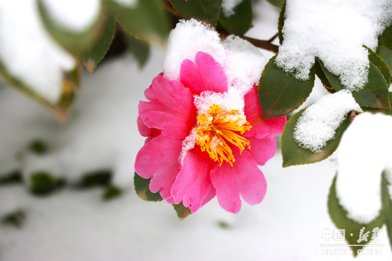 银装漫街巷 琼枝醉游人