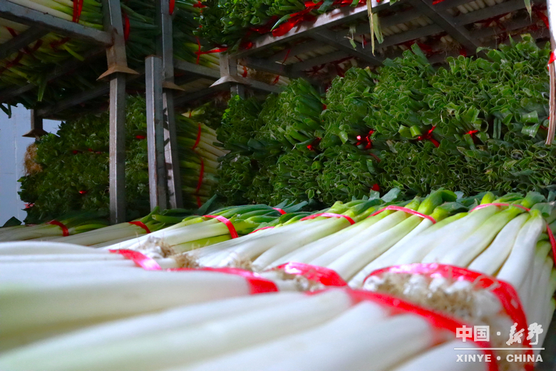 樊集乡的冬日“葱”忙：采收、装车、储鲜一气呵成