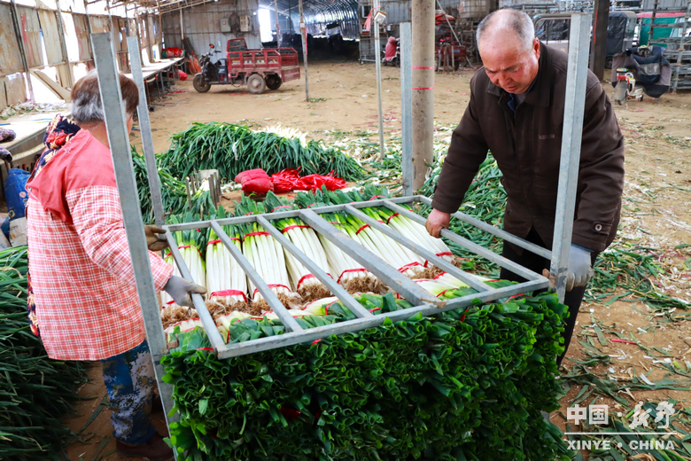 樊集乡的冬日“葱”忙：采收、装车、储鲜一气呵成