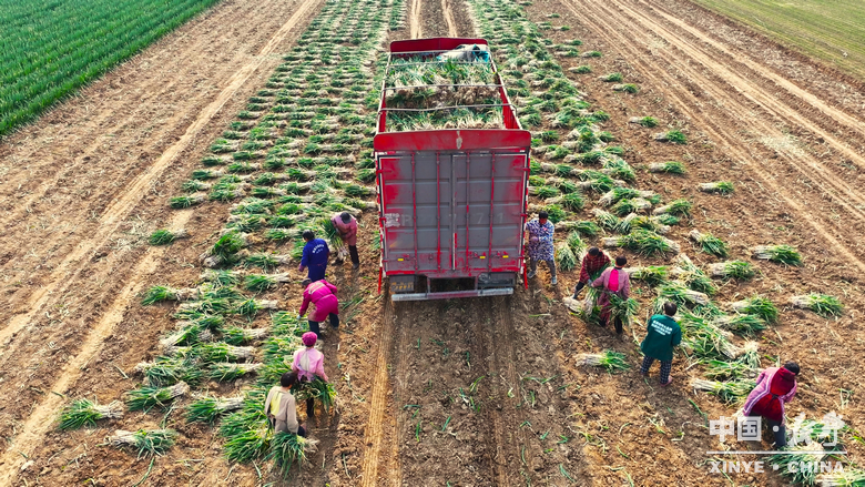 樊集乡的冬日“葱”忙：采收、装车、储鲜一气呵成