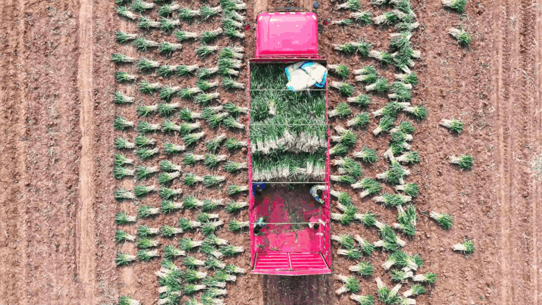 樊集乡的冬日“葱”忙：采收、装车、储鲜一气呵成