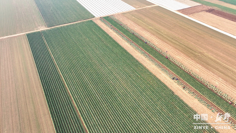 樊集乡的冬日“葱”忙：采收、装车、储鲜一气呵成