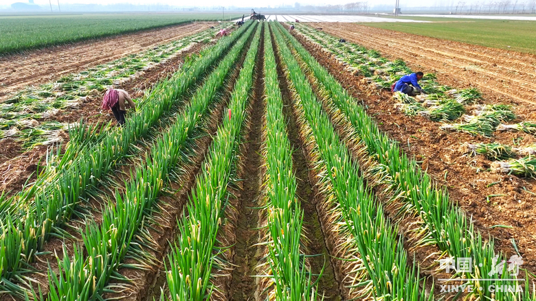 樊集乡的冬日“葱”忙：采收、装车、储鲜一气呵成