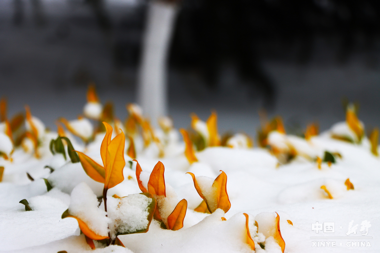 银装漫街巷 琼枝醉游人