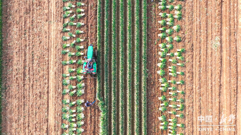 樊集乡的冬日“葱”忙：采收、装车、储鲜一气呵成