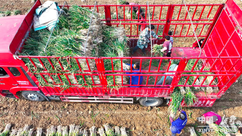 樊集乡的冬日“葱”忙：采收、装车、储鲜一气呵成
