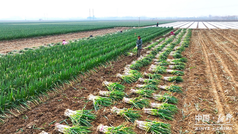 樊集乡的冬日“葱”忙：采收、装车、储鲜一气呵成