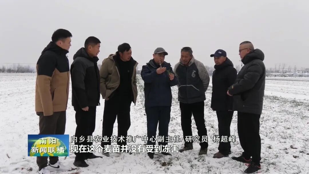 南阳：加强雪后田间管理 筑牢夏粮丰收基础