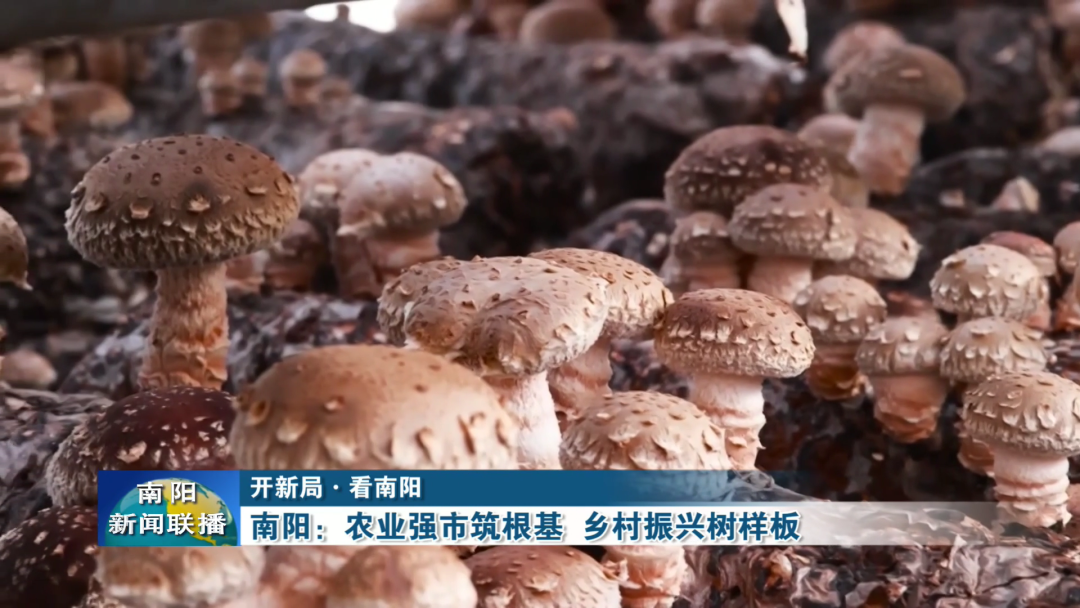 南阳：农业强市筑根基乡村振兴树样板(图5)