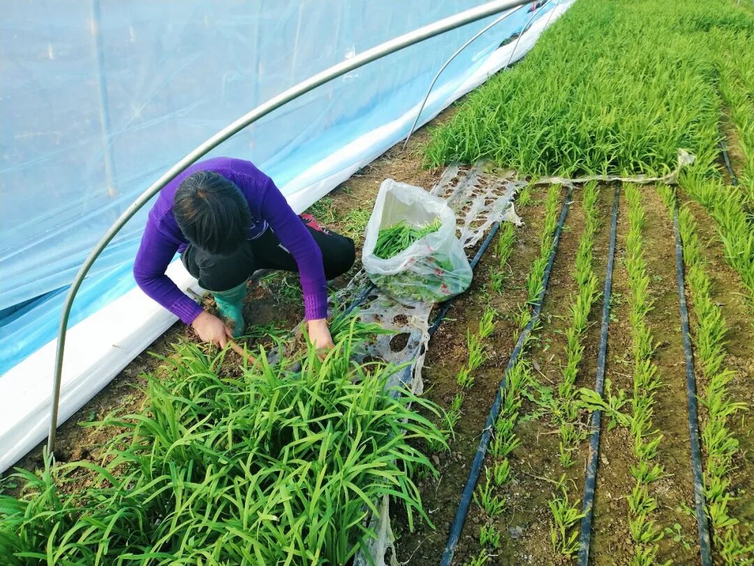 邓州市刘集镇：大棚韭菜铺就乡村振兴“致富路”