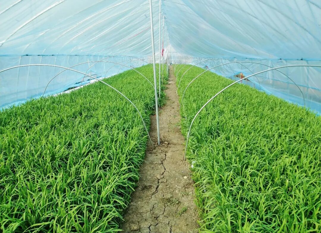 邓州市刘集镇：大棚韭菜铺就乡村振兴“致富路”