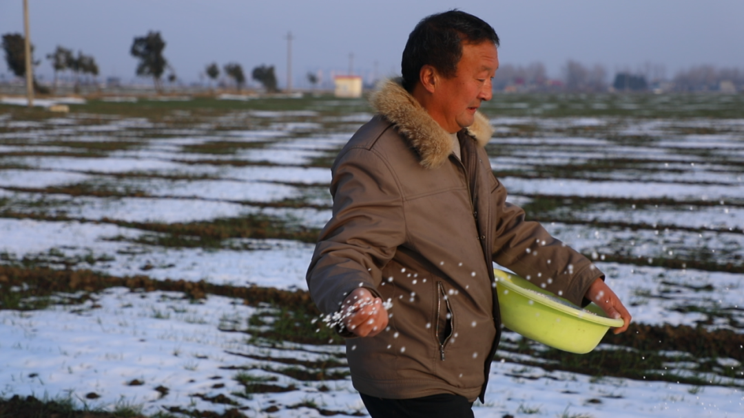社旗：瑞雪润农田&nbsp;97.5万亩小麦施肥忙