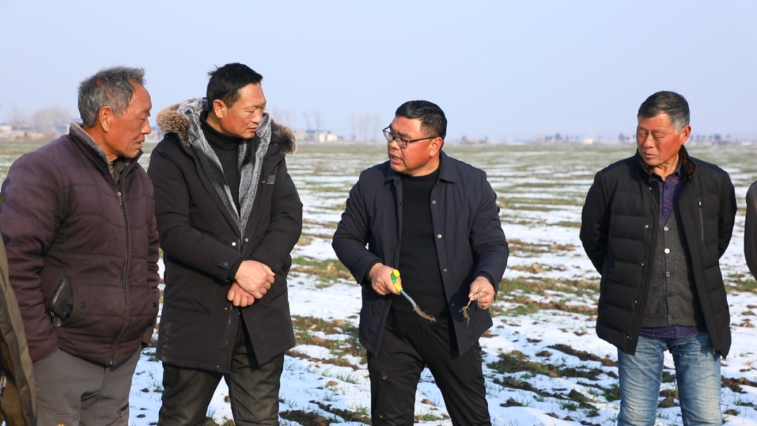 社旗：瑞雪润农田&nbsp;97.5万亩小麦施肥忙