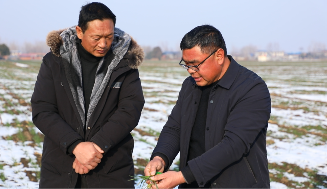 社旗：瑞雪润农田&nbsp;97.5万亩小麦施肥忙