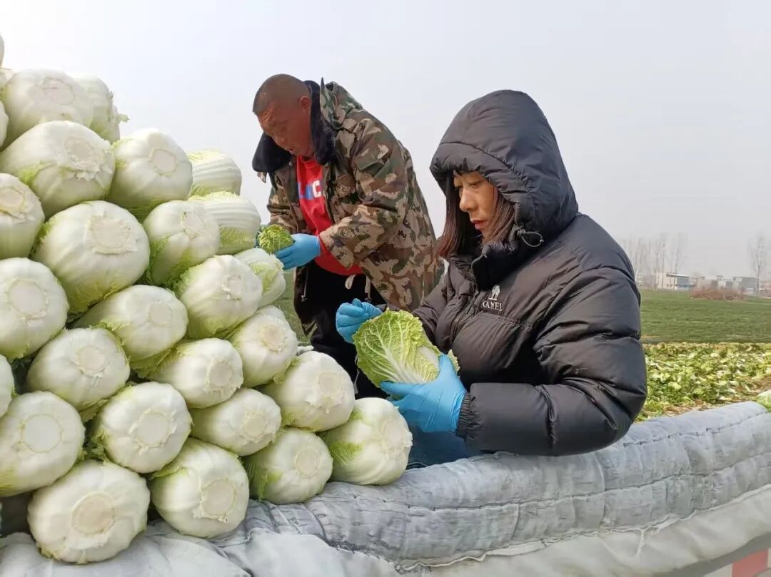 邓州市刘集镇：娃娃菜变身“致富菜”
