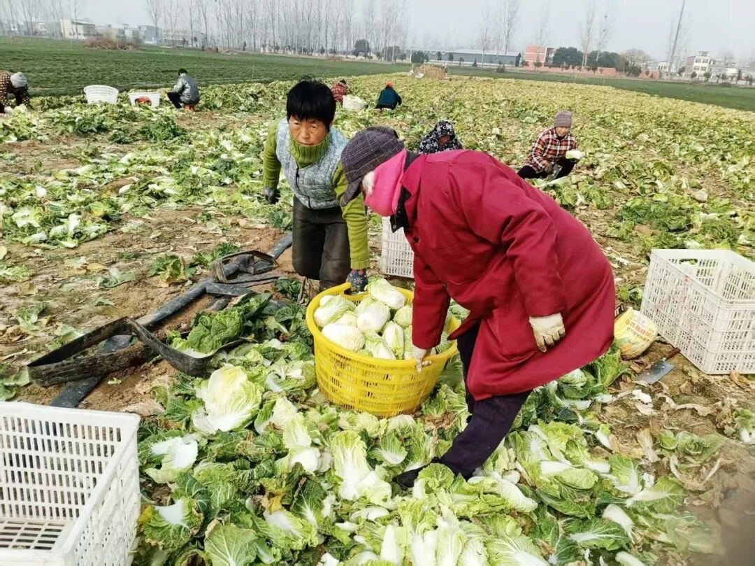 邓州市刘集镇：娃娃菜变身“致富菜”
