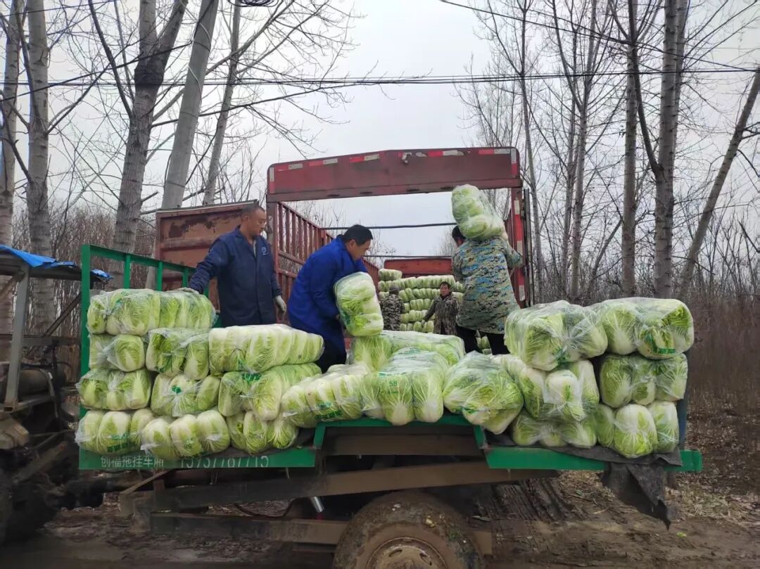 邓州市腰店镇丁营村：一个村庄的白菜产业化之路