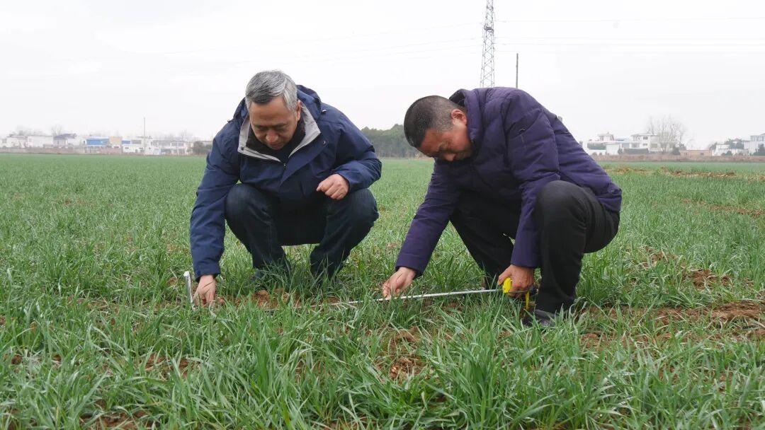 内乡:人勤春来早 麦田春管忙 内乡:人勤春来早 麦田春管忙