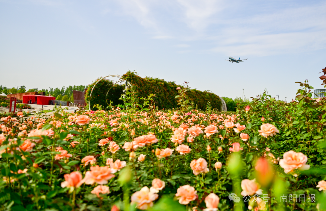 南阳：月季花开富万家丨开局“十五五” 建强副中心