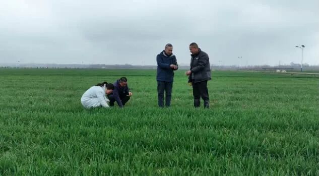 内乡：如何做好春季麦田管理 农技专家来支招