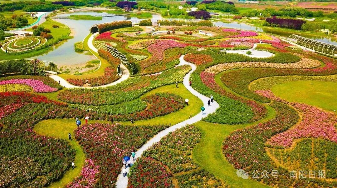南阳：月季花开富万家丨开局“十五五” 建强副中心