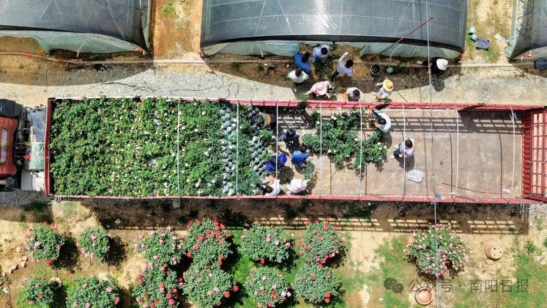 南阳：月季花开富万家丨开局“十五五” 建强副中心