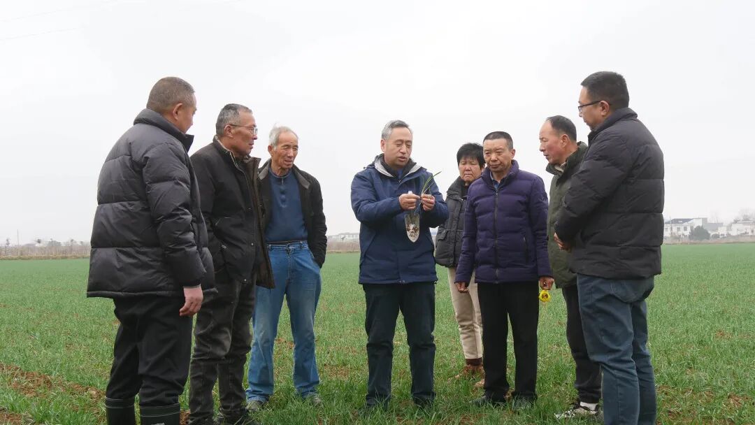 内乡:人勤春来早 麦田春管忙 内乡:人勤春来早 麦田春管忙