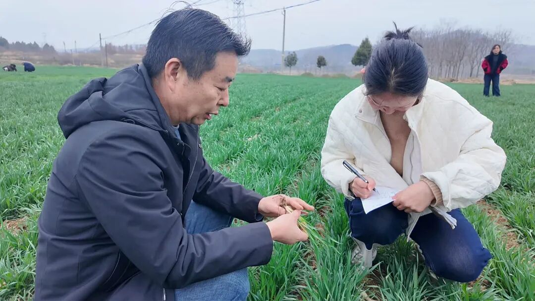 南召:精准施策护航小麦拔节 南召:精准施策护航小麦拔节