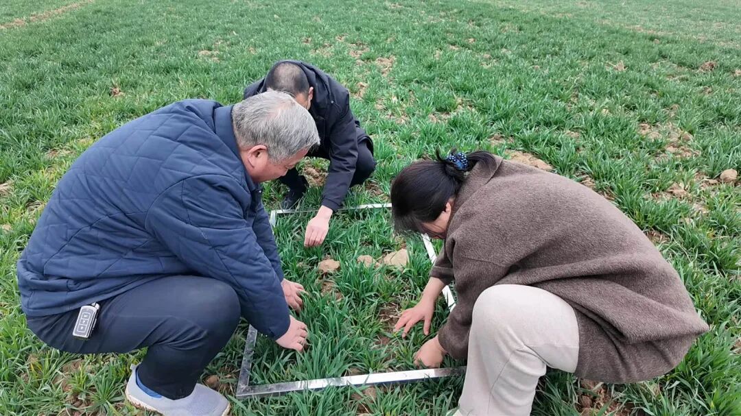 南召:精准施策护航小麦拔节 南召:精准施策护航小麦拔节